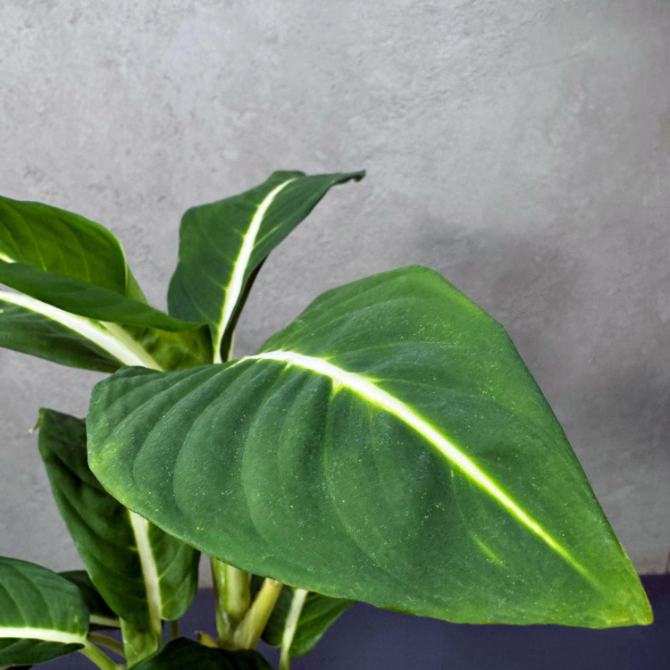 Диффенбахия D12