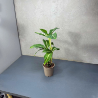 Диффенбахия D12