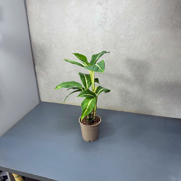 Диффенбахия D12