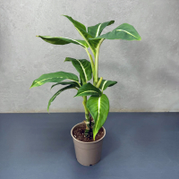 Диффенбахия D12