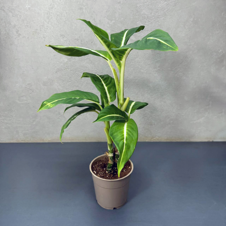 Диффенбахия D12