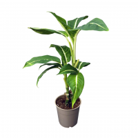 Диффенбахия D12