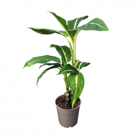 Диффенбахия D12