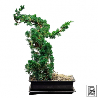 Бонсай Можжевельник 35 лет