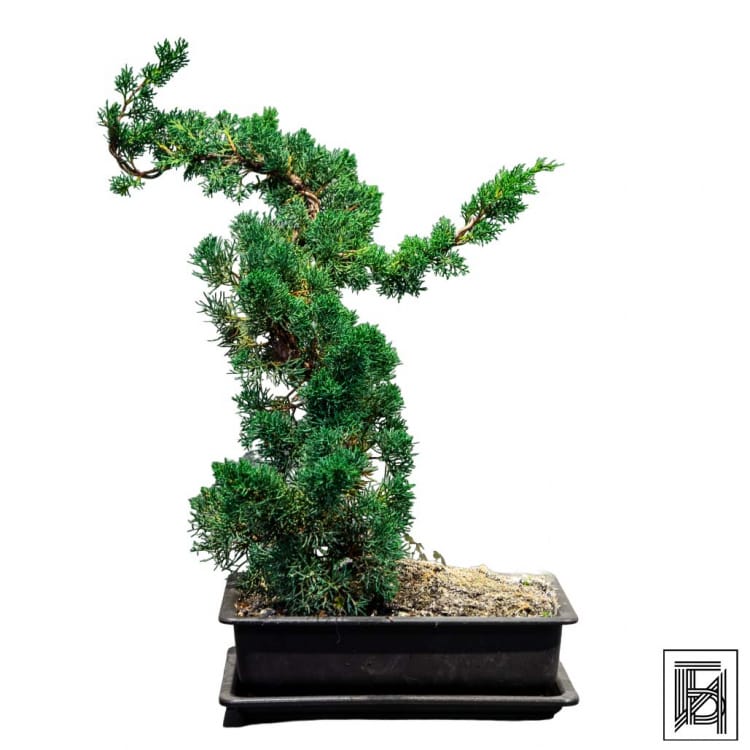 Бонсай Можжевельник 35 лет Бонсай Можжевельник 35 лет