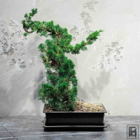 Бонсай Можжевельник 35 лет Бонсай Можжевельник 35 лет