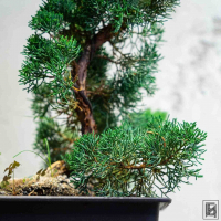 Бонсай Можжевельник 35 лет Бонсай Можжевельник 35 лет