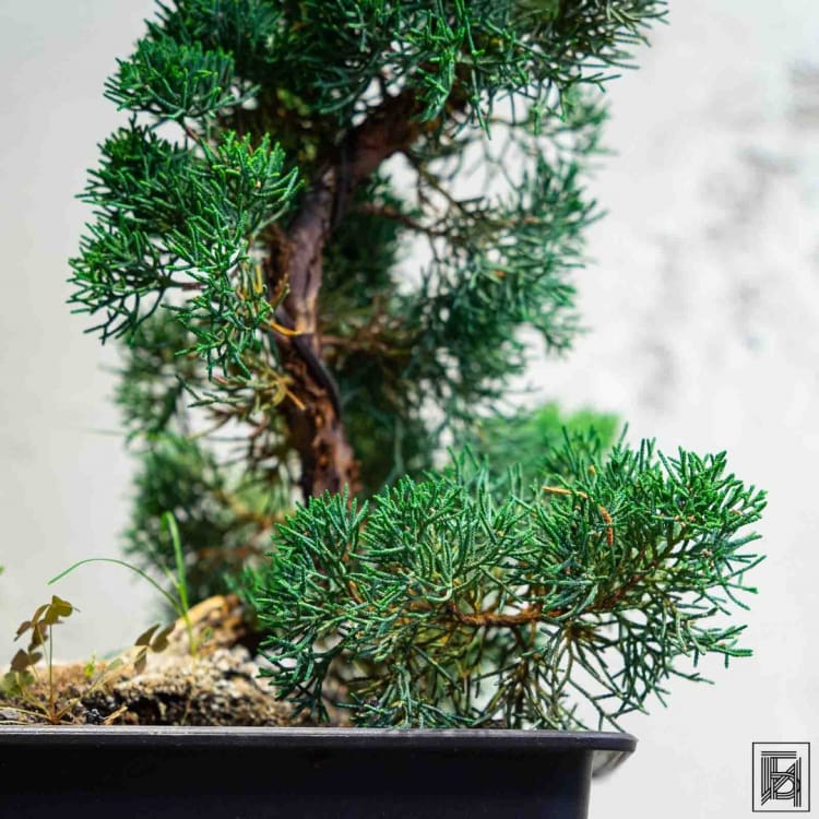 Бонсай Можжевельник 35 лет Бонсай Можжевельник 35 лет