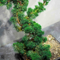 Бонсай Можжевельник 35 лет Бонсай Можжевельник 35 лет