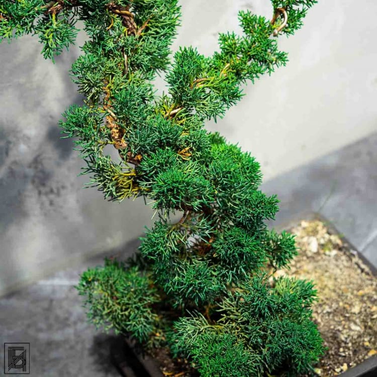 Бонсай Можжевельник 35 лет Бонсай Можжевельник 35 лет