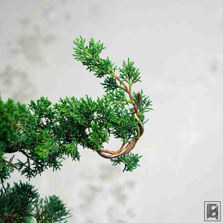 Бонсай Можжевельник 35 лет Бонсай Можжевельник 35 лет