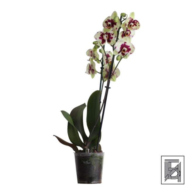 Бежевая Орхидея Фаленопсис D12