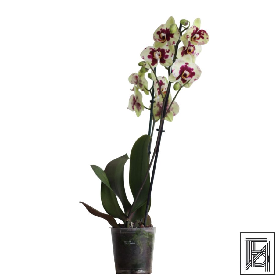 Бежевая Орхидея Фаленопсис (2 ствола) D12