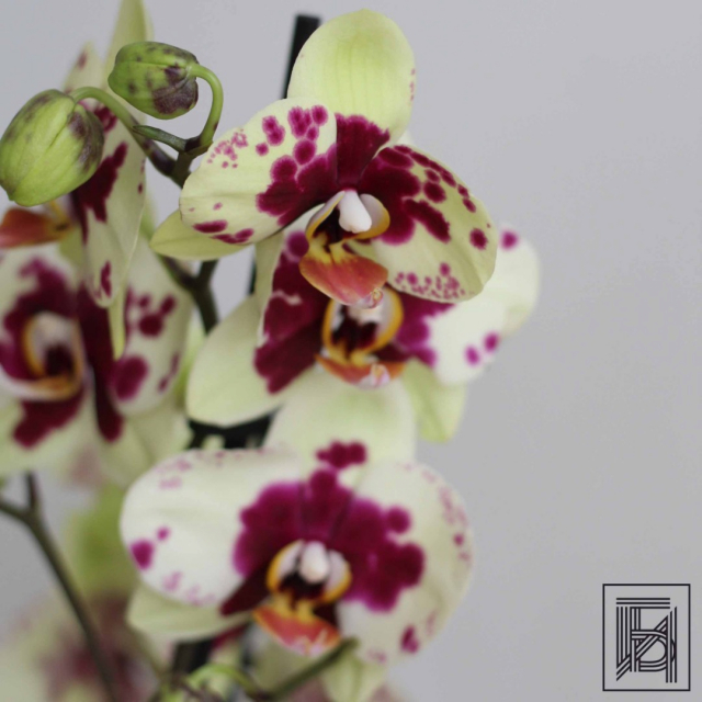 Бежевая Орхидея Фаленопсис D12