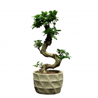 Фикус Гинсенг в кашпо из бетона