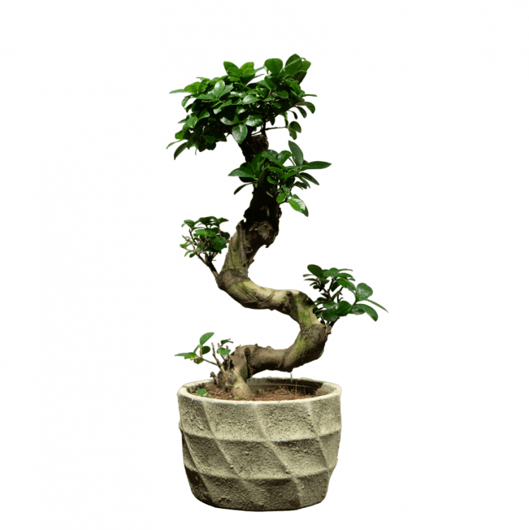 Фикус Гинсенг в кашпо из бетона