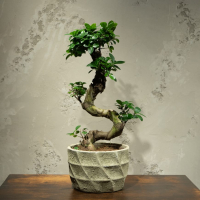 Фикус Гинсенг в кашпо из бетона