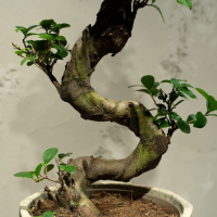 Фикус Гинсенг в кашпо из бетона