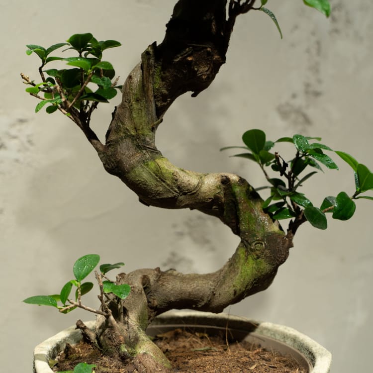 Фикус Гинсенг в кашпо из бетона