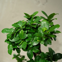 Фикус Гинсенг в кашпо из бетона