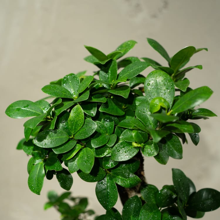 Фикус Гинсенг в кашпо из бетона