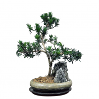 Бонсай Подокарпус со скалой 20 лет Бонсай Подокарпус со скалой 20 лет