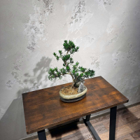 Бонсай Подокарпус со скалой 20 лет Бонсай Подокарпус со скалой 20 лет