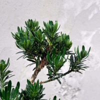 Бонсай Подокарпус со скалой 20 лет Бонсай Подокарпус со скалой 20 лет