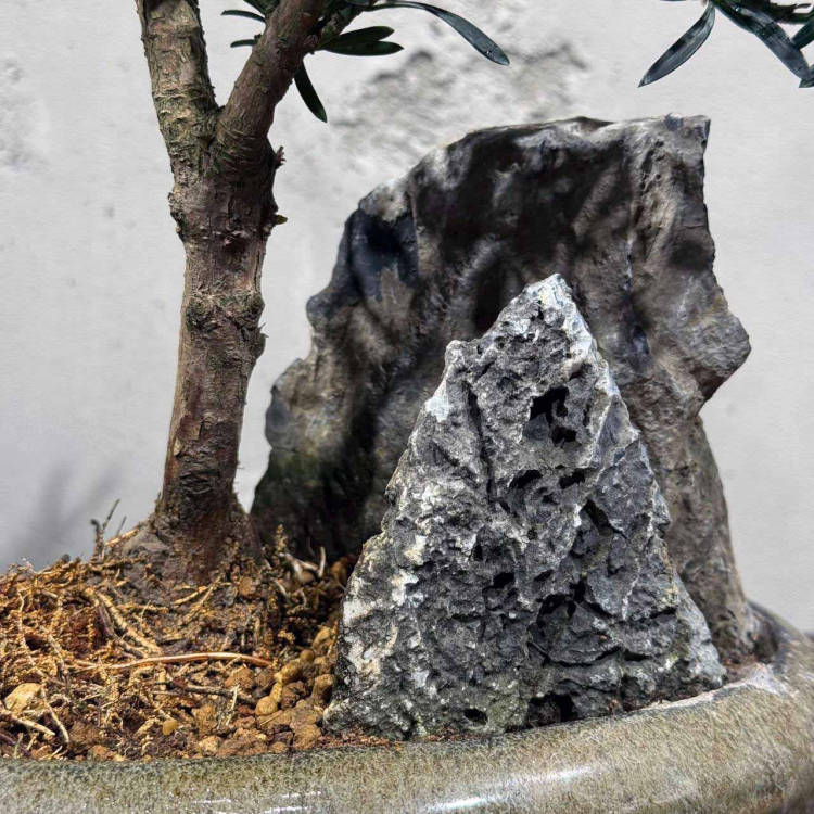 Бонсай Подокарпус со скалой 20 лет Бонсай Подокарпус со скалой 20 лет