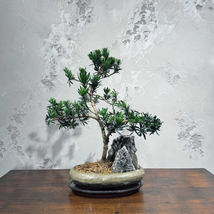 Бонсай Подокарпус со скалой 20 лет Бонсай Подокарпус со скалой 20 лет