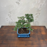 Бонсай Азалия 15 лет