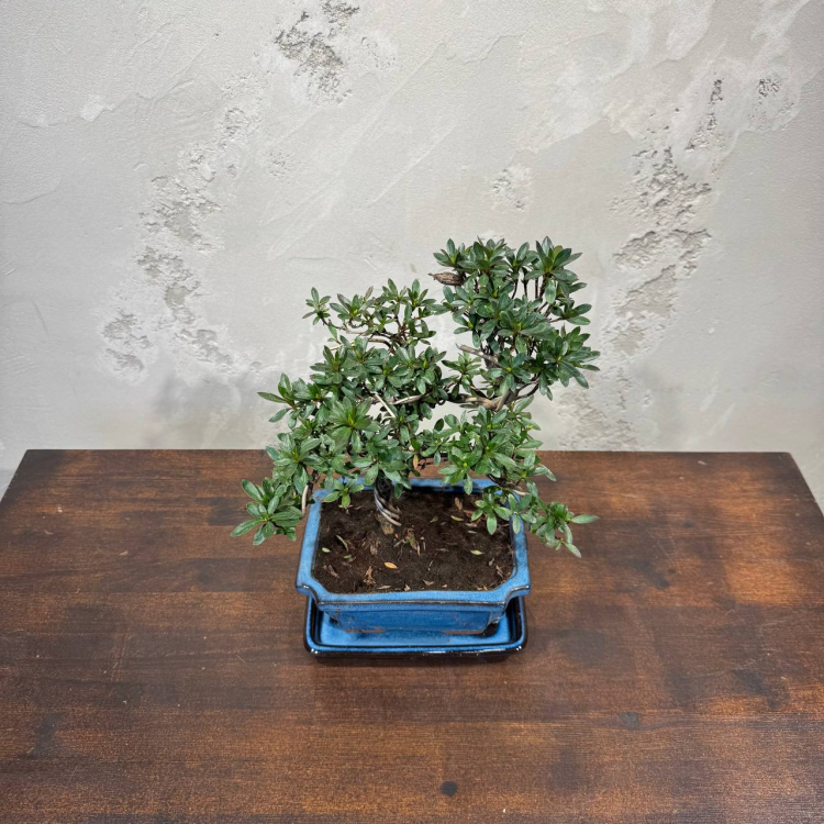 Бонсай Азалия 15 лет