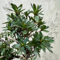 Бонсай Азалия 15 лет