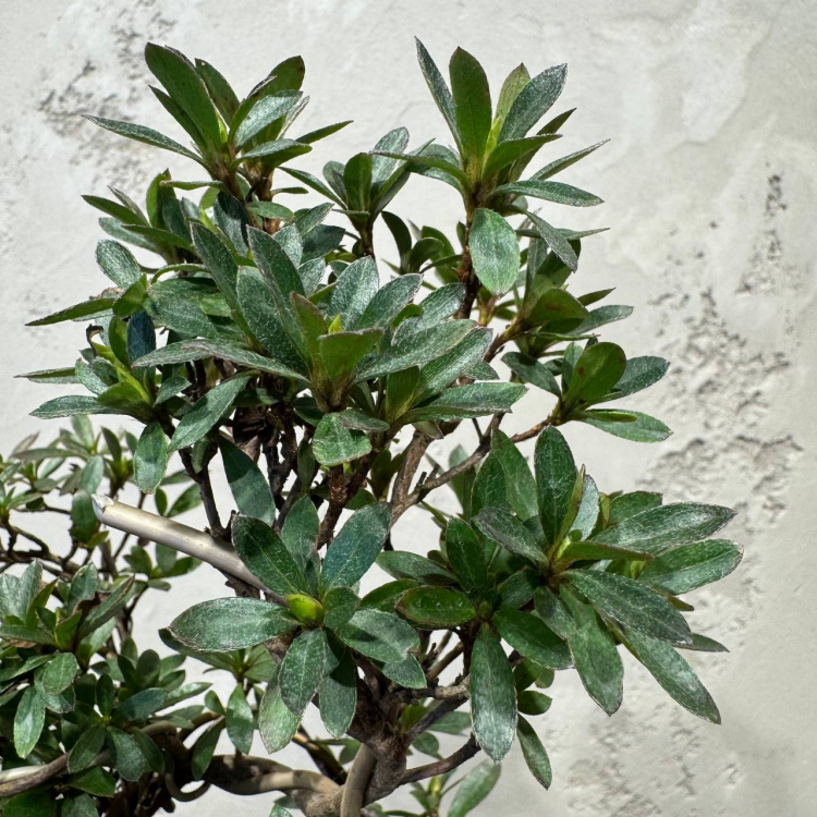 Бонсай Азалия 15 лет