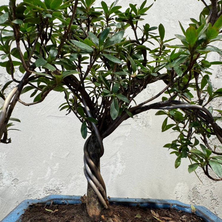 Бонсай Азалия 15 лет