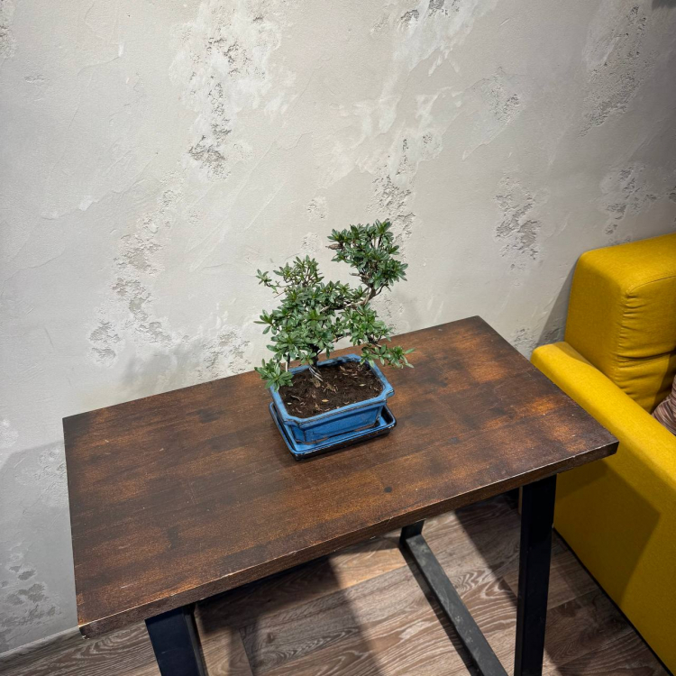 Бонсай Азалия 15 лет