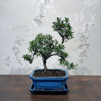 Бонсай Азалия 15 лет