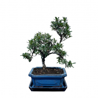 Бонсай Азалия 15 лет