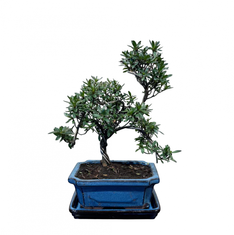 Бонсай Азалия 15 лет