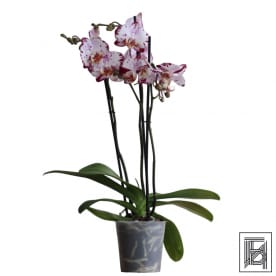 Белоснежная Орхидея Фаленопсис с ярко-фиолетовыми вкраплениями D12