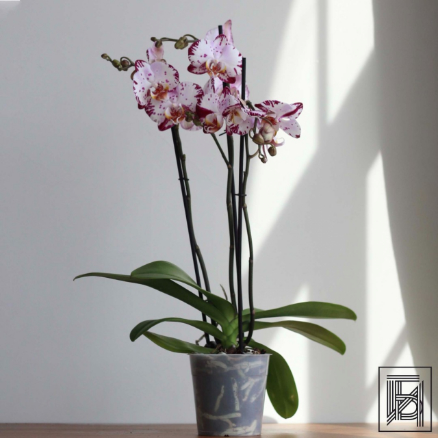 Белоснежная Орхидея Фаленопсис с ярко-фиолетовыми вкраплениями D12