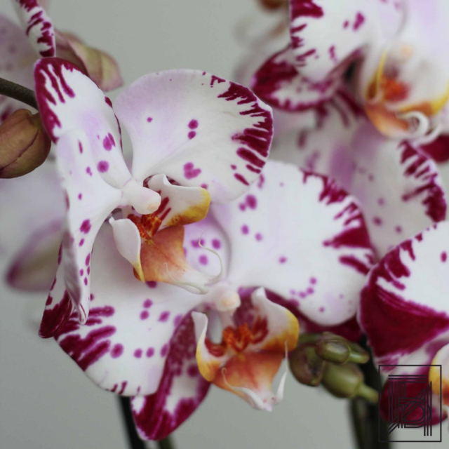 Белоснежная Орхидея Фаленопсис с ярко-фиолетовыми вкраплениями D12