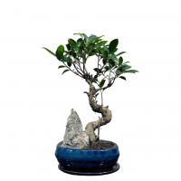 Бонсай Баньян со скалой 20 лет