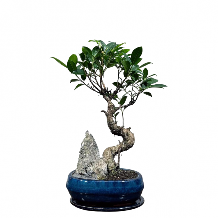 Бонсай Баньян со скалой 20 лет
