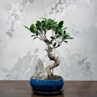 Бонсай Баньян со скалой 20 лет