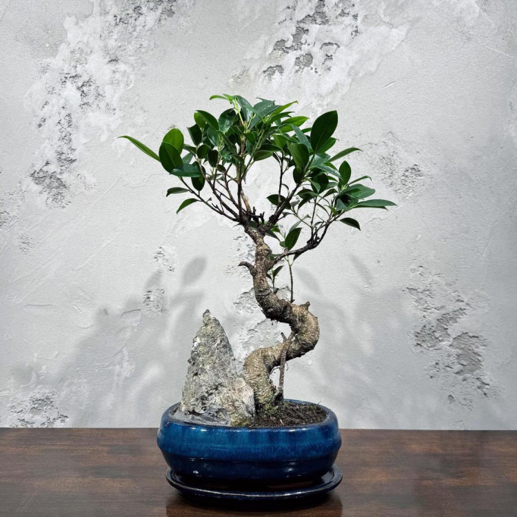 Бонсай Баньян со скалой 20 лет
