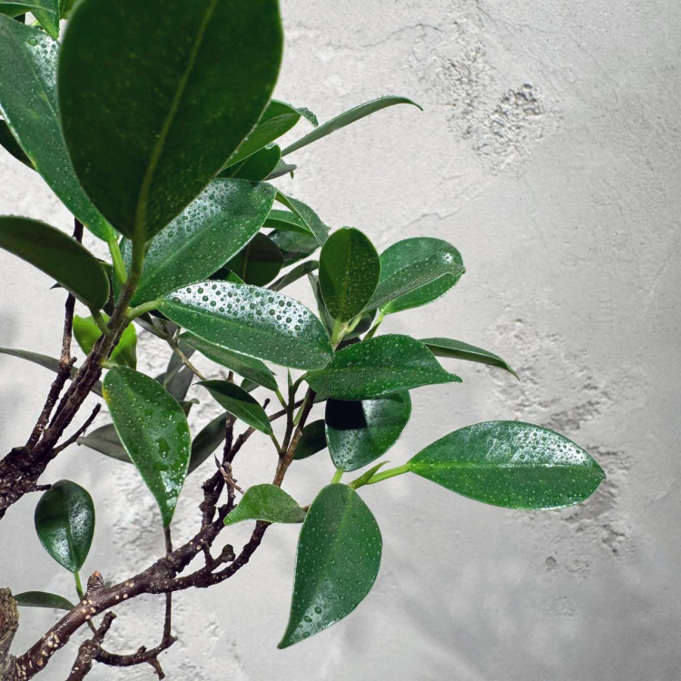 Бонсай Баньян со скалой 20 лет