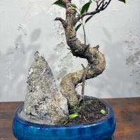 Бонсай Баньян со скалой 20 лет