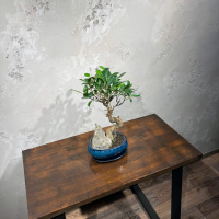 Бонсай Баньян со скалой 20 лет