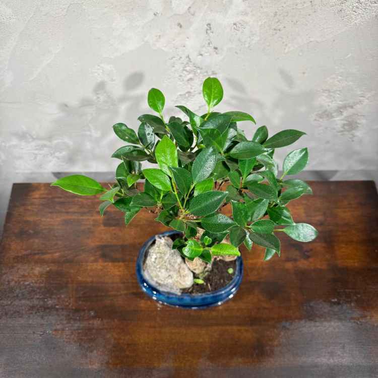 Бонсай Баньян со скалой 20 лет